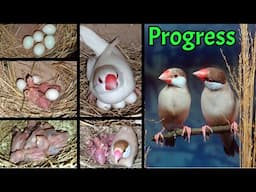 Top 5 Java Bird Care Mistakes You're Making Right Now! Java sparrow breeding care tips Birds