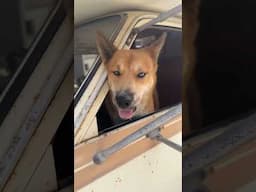 Dog hanging out in Toyota Camper.