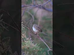 #GracefulPrinia calls for love #songster #shorts #youtubeshorts