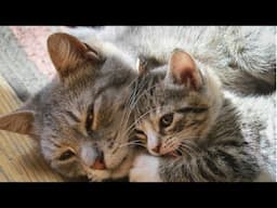 Mother Cat And Cute Kittens - Mom Cat And Her Baby Cats Moments || NEW