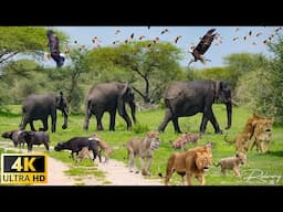 4K African Wildlife & Animals : Discover the amazing beauty of African wildlife | Discovery Channel