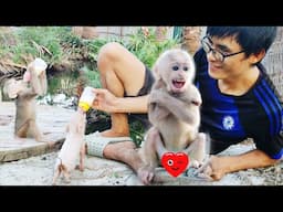 Cuties moment mike feeding milk for Wawa Monkey and piglet little piglet hungry for milk