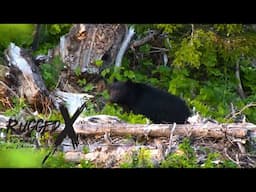 Big Black Bears of Vancouver Island