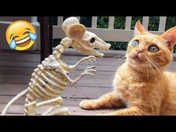 Funniest Animals 2023 😂 Funny Cats and Dogs 🐱🐶 | Funny Animal Videos