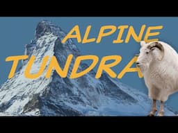 Explore the ALPINE TUNDRA Biome ⛰️ Nature Ecology & Environment