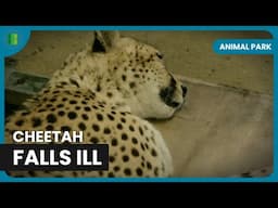 Cheetah Health Scare! - Animal Park - Documentary