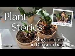 Staghorn ferns in Dimsum baskets?! 🥟😵‍💫 a creative way to mount plants! 🌿 | Bonus episode!