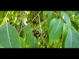 Growing Jamun tree in Phoenix Arizona