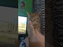 Cat Starts Up Like A Computer