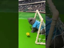 CATS KITTENS WORLD CUP FOOTBALL GAMES  #britishbluecats #worldcup #catfootball