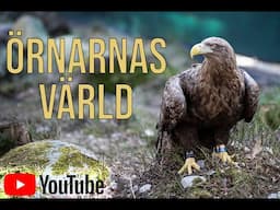 ÖRNARNAS VÄRLD - The World of Eagles movie