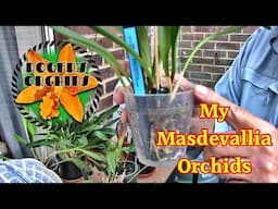 A Chat and Then My Masdevallias