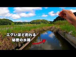 おとなを夢中にさせる田園の宝石釣り【タナゴ釣り】