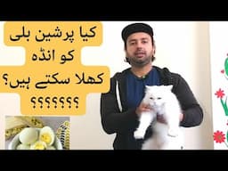 Eggs for cats | Good or Bad | Can persion cats eat eggs |Urdu |Hindi