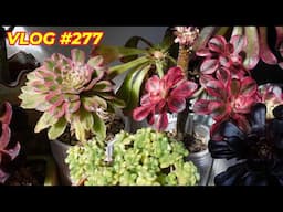 TIPS ON SUCCULENT Pest, Propagate From Flowers  & Crested Forms | VLOG #277 - Grow Succulent w/ Lizk