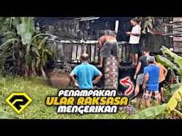 SEKAMPUNG GEMPAR!! Warga Temukan ULAR PITON RAKSASA, Di Belakang Rumah!!