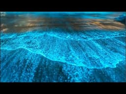 Bioluminescence Resin Beach Art (Easy DIY)