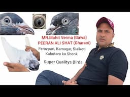 Ferozpuri,Batera,Kamagar kabutaro ka Shonk || Mr.Mohit Verma (Bawa) || Resulted Breed