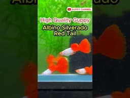 High Quality Guppy Fish - Albino Silverado Red Tail Guppy #guppyfishtank #aquarium #guppy