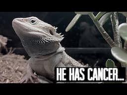 MY BEARDED DRAGON HAS CANCER (NEXT STEPS)