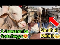 Worst mandi experience ke bawajood 2 janwar khareed liye😱| Tando mandi update 2024😍