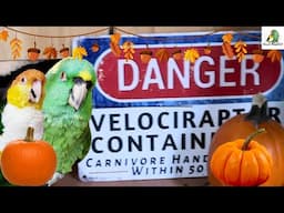 Puffman Caique and Baby Decorate Their Bird Cave For Fall |Parrot BEST Friends