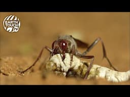 Wasps turns caterpillar into zombie