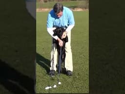 Buddy's first golf shot  #setup4impactgolf #dogvideos #puppy #puppyvideos  #labrador