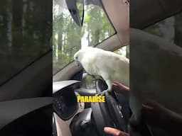 Drive with Cockatoo😍 | Blue Eye Cockatoo outdoor time | #ShaikhTanveer #Cockatoo