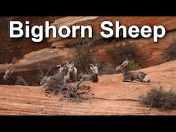 Bighorn Sheep | Fast Field Guide