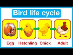 Bird Life Cycle 🤔 | Bird & Chicken life cycle | Easy learning video