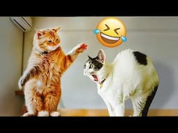 Laugh Uncontrollably! Best Funny Cat Videos 2024 😂 Best Funny Cats Videos 2024 🐈