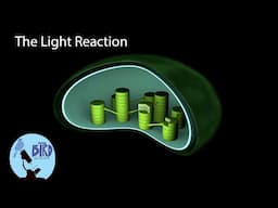 Photosynthesis Part 2: The Light Reaction