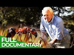 David Attenborough’s Ant Mountain | Free Documentary Nature