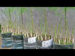 Method of growing asparagus in plastic bottles. Simple to grow and eat all year round