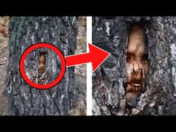 Hiker Spots Creepy Tree With Face During Hike, When She Finds Out What It Really Is She Turns Pale