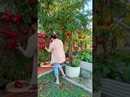 Pomegranate season!