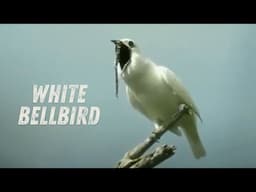 White bellbird call! The loudest bird in the world!