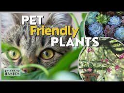 What are pet-friendly plants? Top 5 picks | Garden Up Basics Ep.39