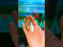 Died Fish Eating 🐟🐬🐬 #fishvideo #aquarium #bettafishbreeding #fishtank #shortvideo #shorts #trending