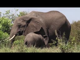 The Big Five Of Masai Mara National Game Reserve.