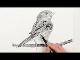 Draw a bird - full of detail