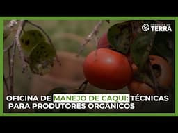 Oficina de manejo de caqui: técnicas para produtores orgânicos - (16/11/2024) - Negócios da Terra