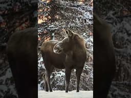 Visitor in our yard! I 🫶🏻 ALASKA! #Shorts #HomeFreeAlaska #OffGrid #Moose