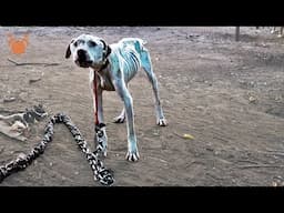 Pit Bull Starved on Heavy Chain All It's Life Cries Out for Help from Detrot Pit Crew Dog Rescue