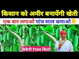 कुंदरू की खेती से लगातार 5 साल कमाई 🤑 Kundru ki kheti kab aur kaise karen | ivy guard farming