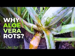 What Causes Aloe vera Leaf Rot?