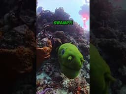 Drop your favorite Shrek quote in the comments! #morayeel #shrek #getoutofmyswamp #insta360