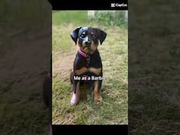 rottweiler as a barbie