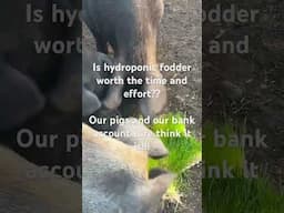 #hydropinicfodder #pigs #homesteading #organicfeed #frugal #savingmoney #grass #wheat #livestock